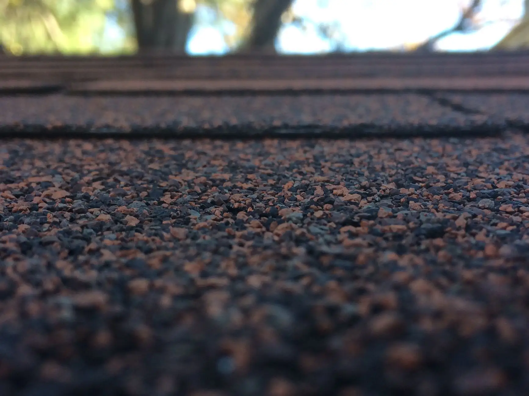 Asphalt shingle granules a hand-width away, tree canopy blurred beyond the roof edge