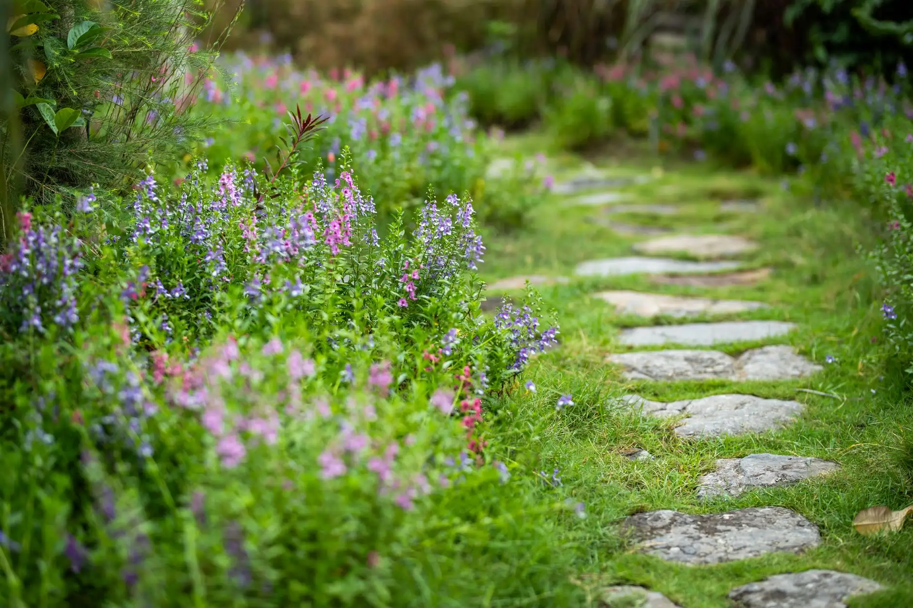 Chemin de pas japonais traversant une pelouse