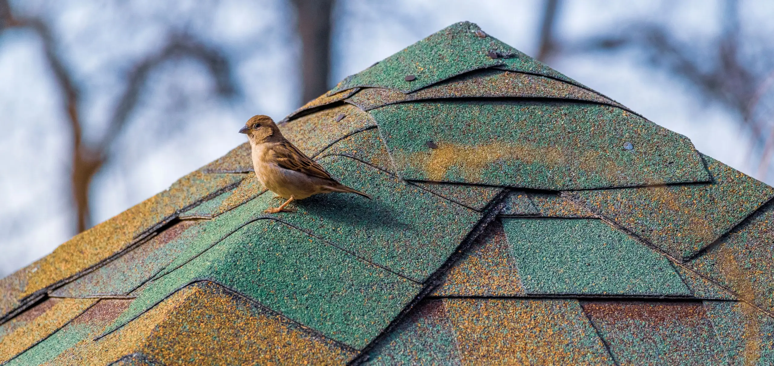 Close-up of a weathered asphalt shingle ridge, granules mottled with algae, a sparrow perched on the hip